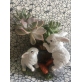 Ghost Plant Graptopetalum Succulent In A Cute Bunny Pot